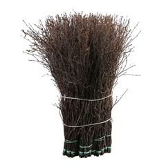 Betula Bs (BERKENTAK 60cm