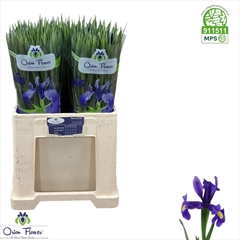 Iris Blue Magic 58cm 32gram
