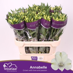 Alstr Annabelle 70cm 55gram
