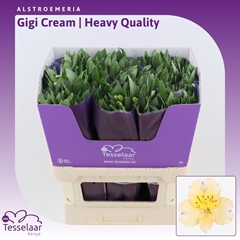 Alstr Gigi Cream 75cm 80gram