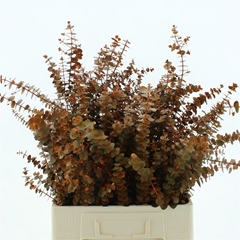 Eucalyp Klb Bs H% 50cm 150gram