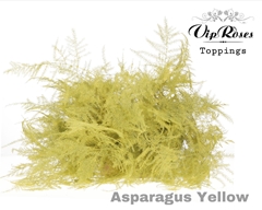 Asp Ov 1E Veren Yellow
