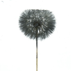 Droogbl Bewerkt H% 35cm 20gram