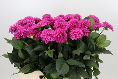 Dahl Happy Hour 60cm