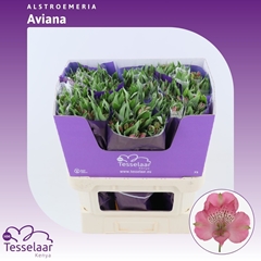 Alstr Avianna 75cm 80gram