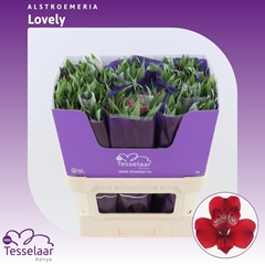 Alstr Lovely 75cm 80gram