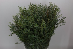 Euc Parvifolia P Bs 50cm 200gram