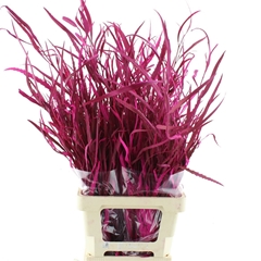 Eucalyp Klb Bs H% 70cm 200gram