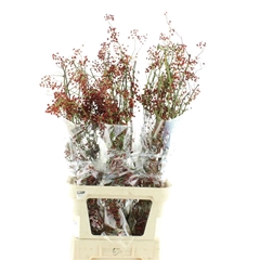 Rosa Corallo 110cm