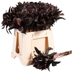 Cordyline Purple Com 52cm