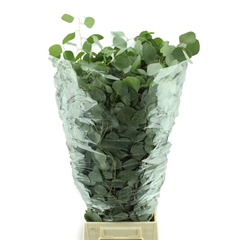 Euc Populifolia Pb 70cm 300gram