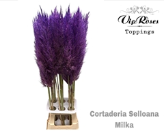 Cortaderia Selloana Milka