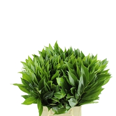 Cocculus Laurifolius 80cm