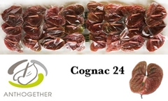 Anth A Cognac 11cm Ø