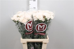 Di St Moon Golem 65cm 34