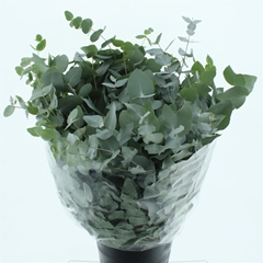 Euca Cinerea P Bunch 75cm 400gram