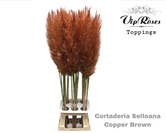 Cortaderia Selloana Copper Brown