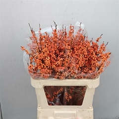 Ilex Ve Winter Gold 80cm