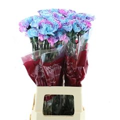 Di St Ov Klb 21% 70cm 23