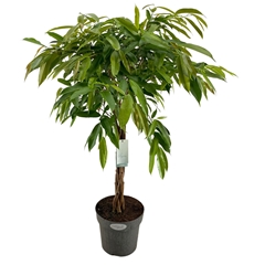Fic Bin Amstel King 24Ø 100cm