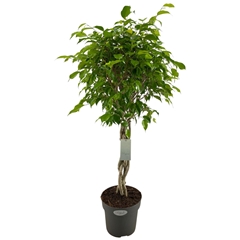 Fic Be Exotica 24Ø 100cm