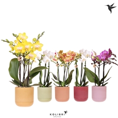 Phal Mf Gem 5 Kl 9Ø 40cm