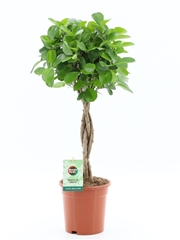 Fic Mi Moclame 17Ø 70cm