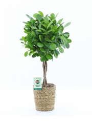 Fic Mi Moclame 19Ø 70cm