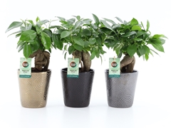 Ficus Microcarpa 13Ø 35cm