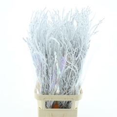 Coryl Av Contorta 120cm