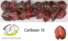 Anth A Caribean 11cm Ø