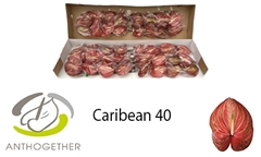Anth A Caribean 11cm Ø