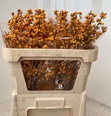 Ilex Ve Gold Verboom 70cm