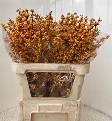 Ilex Ve Gold Verboom 80cm