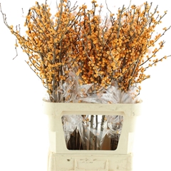 Ilex Golden Verboom 50cm