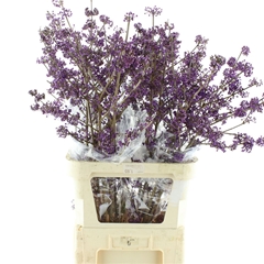 Callicarpa Bod Profu 100cm