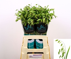 Chasmanth Latifolium 70cm