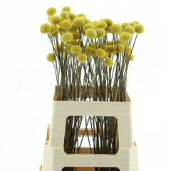 Dried Flowers 100 Gram 60cm
