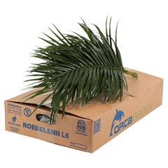 Phoenix Roebeleni Bs 60cm