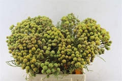 Berzelia Abrotanoide 40cm