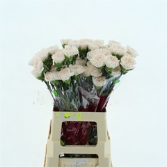 Di St Brut 70cm 23
