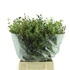 Euc Parvifolia P Bs 40cm 150gram