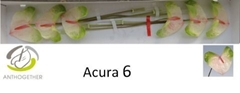Anth A Acura 13cm Ø