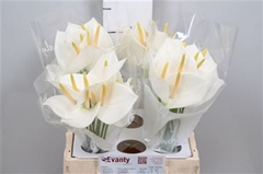 Anth A White Love 35cm 7cm Ø