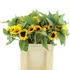Helian An Sunrich Or 65cm 12