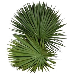 Palmblad 70cm 70gram