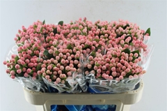 Hyper Coco Casino 70cm