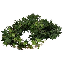Hedera H Blad 80cm