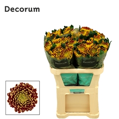 Chr G Fuego 75cm 125gram
