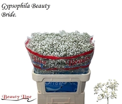 Gyps Pa Beauty Bride